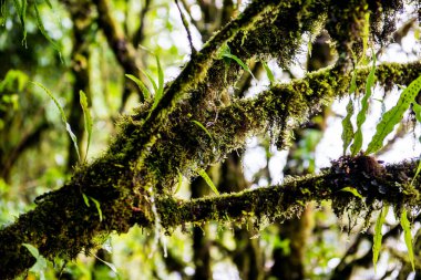 Doi Inthanon Ulusal Parkı, Tayland 'da bitki örtüsü.