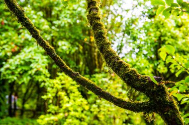 Doi Inthanon Ulusal Parkı, Tayland 'daki ağaç bütünlüğü.