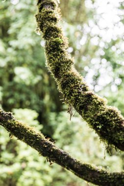 Doi Inthanon Ulusal Parkı, Tayland 'daki ağaç bütünlüğü.