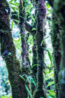 Doi Inthanon Ulusal Parkı, Tayland 'daki ağaç bütünlüğü.