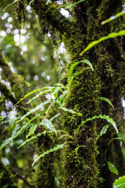 Doi Inthanon Ulusal Parkı, Tayland 'daki ağaç bütünlüğü.