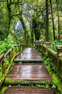 Doi Inthanon Ulusal Parkı 'nda yürüyüş yolu, Tayland.