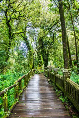 Doi Inthanon Ulusal Parkı 'nda yürüyüş yolu, Tayland.