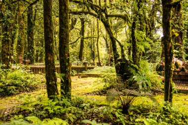 Doi Inthanon Ulusal Parkı, Tayland 'daki ağaç bütünlüğü.