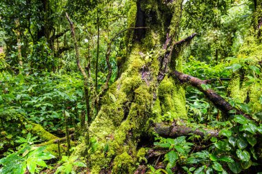 Doi Inthanon Ulusal Parkı, Tayland 'daki ağaç bütünlüğü.