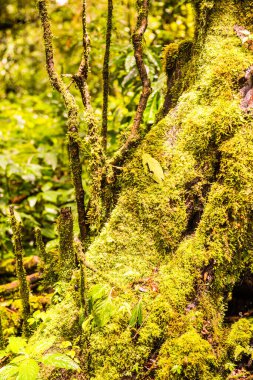Doi Inthanon Ulusal Parkı, Tayland 'daki ağaç bütünlüğü.