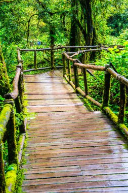 Doi Inthanon Ulusal Parkı 'nda yürüyüş yolu, Tayland.