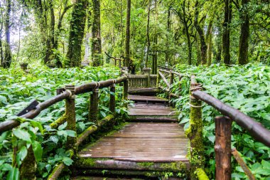 Doi Inthanon Ulusal Parkı 'nda yürüyüş yolu, Tayland.