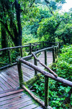 Doi Inthanon Ulusal Parkı 'nda yürüyüş yolu, Tayland.