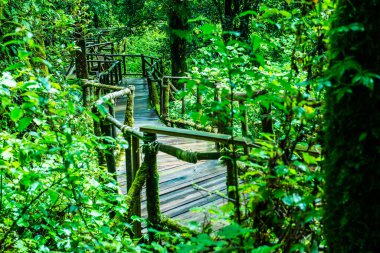 Doi Inthanon Ulusal Parkı 'nda yürüyüş yolu, Tayland.