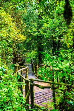 Doi Inthanon Ulusal Parkı 'nda yürüyüş yolu, Tayland.