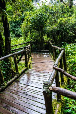 Doi Inthanon Ulusal Parkı 'nda yürüyüş yolu, Tayland.