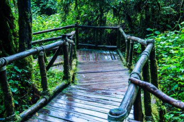 Doi Inthanon Ulusal Parkı 'nda yürüyüş yolu, Tayland.