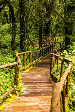 Doi Inthanon Ulusal Parkı 'nda yürüyüş yolu, Tayland.