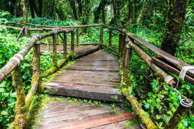 Doi Inthanon Ulusal Parkı 'nda yürüyüş yolu, Tayland.