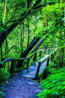 Doi Inthanon Ulusal Parkı 'nda yürüyüş yolu, Tayland.