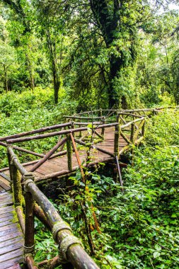 Doi Inthanon Ulusal Parkı 'nda yürüyüş yolu, Tayland.
