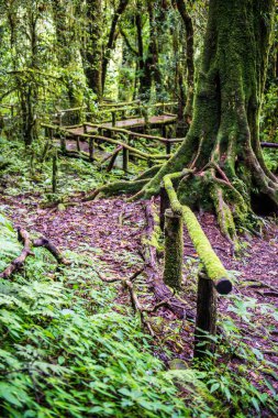 Doi Inthanon Ulusal Parkı 'nda yürüyüş yolu, Tayland.