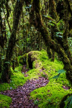 Doi Inthanon Ulusal Parkı, Tayland 'daki ağaç bütünlüğü.