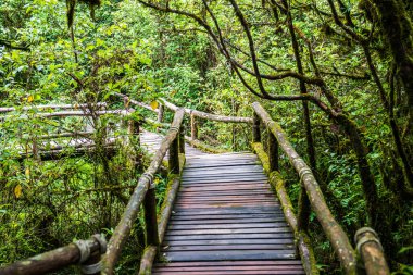 Doi Inthanon Ulusal Parkı 'nda yürüyüş yolu, Tayland.
