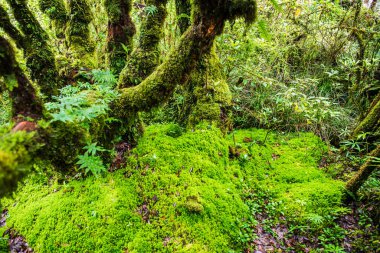 Doi Inthanon Ulusal Parkı, Tayland 'daki ağaç bütünlüğü.