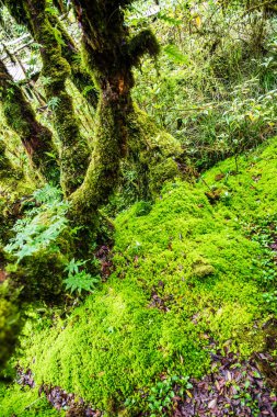 Doi Inthanon Ulusal Parkı, Tayland 'daki ağaç bütünlüğü.