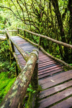 Doi Inthanon Ulusal Parkı 'nda yürüyüş yolu, Tayland.