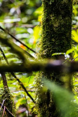 Doi Inthanon Ulusal Parkı, Tayland 'daki ağaç bütünlüğü.