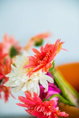 Tayland, Gerbera çiçeğine yakın..