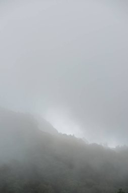 Doi Inthanon Ulusal Parkı, Tayland 'da sisli bir orman.