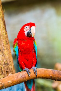 Tayland, Tayland 'da kırmızı papağan.