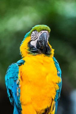 Tayland 'da mavi boğazlı papağan..