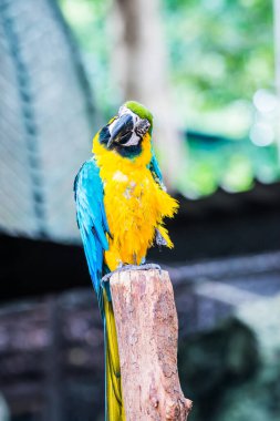 Tayland 'da mavi boğazlı papağan..