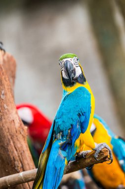 Tayland 'da mavi boğazlı papağan..