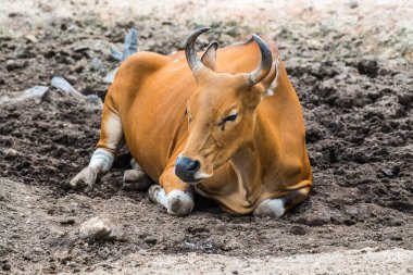 Tayland, Tayland 'da Banteng.