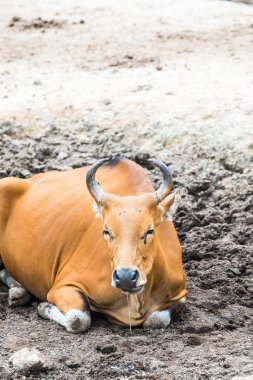 Tayland, Tayland 'da Banteng.