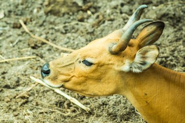 Tayland, Tayland 'da Banteng.