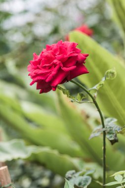 Doğal arka planda kırmızı gül, Tayland.