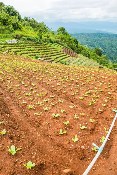 Jordbruksområde Fjället Thailand — Stockfoto
