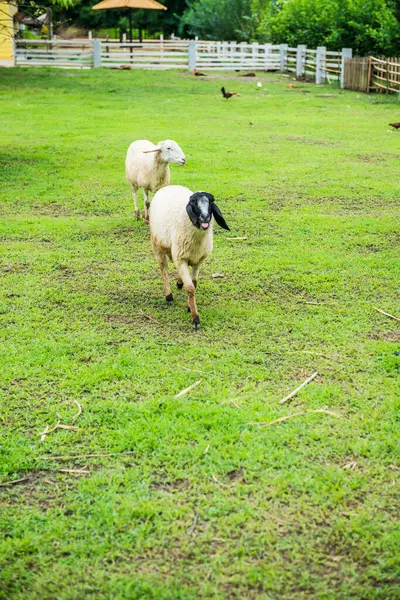 Schafe Auf Dem Rasenplatz Thailand — Stockfoto