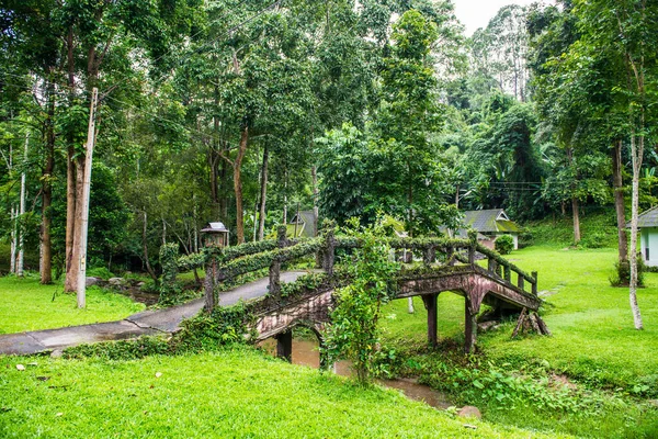 Μικρή Γέφυρα Στο Δάσος Ταϊλάνδη — Φωτογραφία Αρχείου