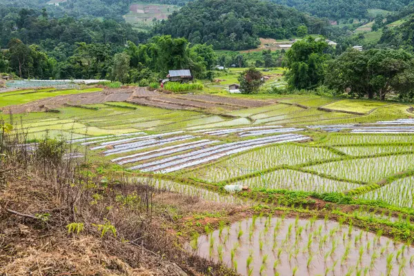 Reisterrassen Der Provinz Chiangmai Thailand — Stockfoto