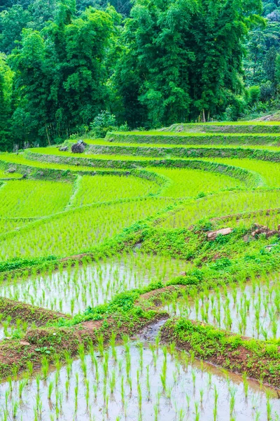 Рисові Тераси Провінції Чіангмай Таїланд — стокове фото