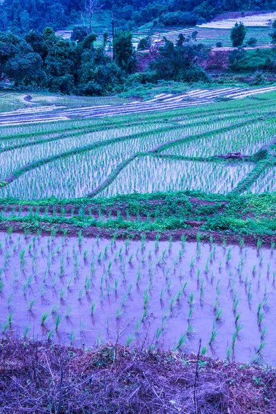 Tayland Chiangmai Eyaletinde Pirinç Tarlaları — Stok fotoğraf