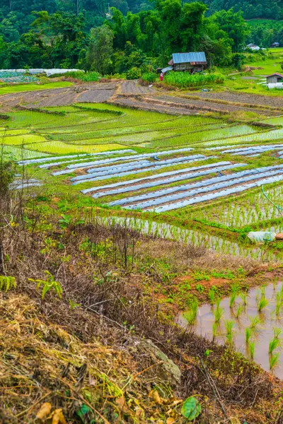 Terrasses Riz Dans Province Chiangmai Thaïlande — Photo