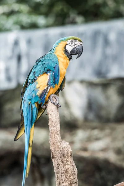 Tayland Mavi Boğazlı Papağan — Stok fotoğraf