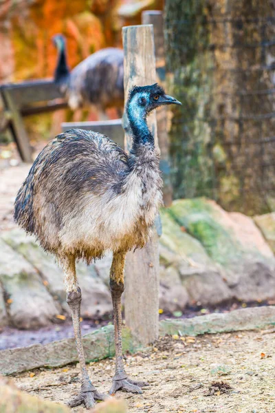 Tayland 'da Emu kuşu.