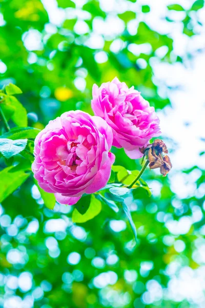 Розовая Роза Естественным Фоном Таиланд — стоковое фото