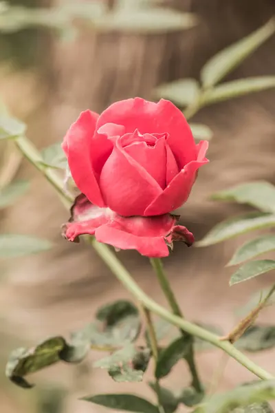 Rosa Roja Con Fondo Natural Tailandia — Foto de Stock