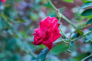 Doğal arka planda kırmızı gül, Tayland.
